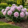 Paeonia Bulb Lactiflora Alertie Peony
