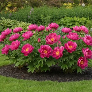 Paeonia Bulb Intersectional Pink Ardour Itoh Peony 1 Count Bag