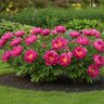 Paeonia Bulb Intersectional Pink Ardour Itoh Peony
