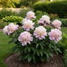 Paeonia Bulb Lactiflora Moon River Peony