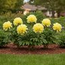 Paeonia Bulb X Intersectional Smith Family Yellow Itoh Peony