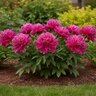 Paeonia Bulb Lactiflora Purple Spider Peony
