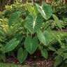 Colocasia Bulb Royal Hawaiian White Lava Elephant Ears 9/11