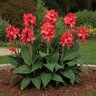 Canna Bulb CannaSol Isabel Canna Lily 3/5 Eye