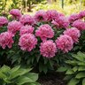 Paeonia Bulb Lactiflora Dr. Alexander Fleming Peony
