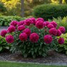 Paeonia Bulb Lactiflora Karl Rosenfield Peony