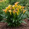 Zantedeschia Bulb Morning Sun Calla Lily 14/16