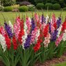 Gladiolus Bulb 4th of July Blend Sword Lily