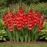Gladiolus Bulb Traderhorn Sword Lily 12/14