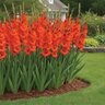 Gladiolus Bulb Victor Borge Sword Lily 12/14