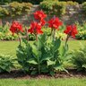 Canna Bulb Indica The President Canna Lily  #1
