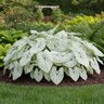 Caladium Bulb Fancy Leaf Allure Angel Wings  #1