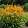 Crocosmia Bulb X Crocosmiiflora George Davidson Montbreita 8+