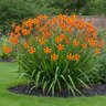 Crocosmia Bulb Crocosmiiflora Emily McKenzie Falling Stars