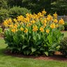 Canna Bulb Indica Picasso Canna Lily 2/3 Eye