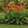 Canna Bulb Indica Rosemond Cole Canna Lily 2/3 Eye
