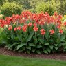 Canna Bulb Indica City of Portland Canna Lily 2/3 Eye