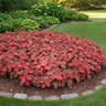 Caladium Bulb Strap Leaf Red Ruffles Angel Wings