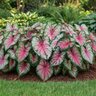 Caladium Bulb Fancy Leaf Cherry Blossom Angel Wings