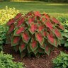 Caladium Bulb Fancy Leaf Freida Hemple Angel Wings