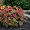 Caladium Bulb Fancy Leaf Scarlet Beauty Angel Wings #1
