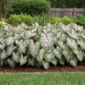 Caladium Bulb Strap Leaf Gingerland Dwarf Angel Wings #1