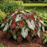 Caladium Bulb Fancy Leaf Candidum Jr Angel Wings