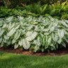 Caladium Bulb Fancy Leaf White Christmas Angel Wings #1