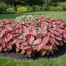 Caladium Bulb Fancy Leaf Carolyn Whorton Angel Wings