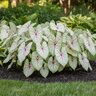 Caladium Bulb Fancy Leaf White Queen Angel Wings #1