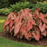Caladium Bulb Fancy Leaf Pink Beauty Angel Wings #1
