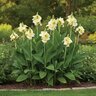 Canna Bulb Elite Moonshine Canna Lily 3/5 Eye