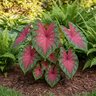 Caladium Bulb Fancy Leaf Pink Splash Angel Wings