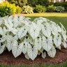 Caladium Bulb Fancy Leaf Fantasy Angel Wings