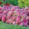 Caladium Bulb Strap Leaf Florida Sweetheart Angel Wings
