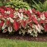 Caladium Bulb Fancy Leaf Mixture Angel Wings