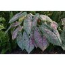 Caladium Bulb Fancy Leaf Pink Illusion Angel Wings #1