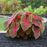 Caladium Bulb Fancy Leaf Red Flush Angel Wings #1