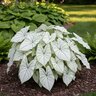 Caladium Bulb Fancy Leaf Florida Moonlight Angel Wings