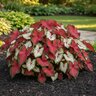 Caladium Bulb Fancy Leaf Pink and White Mixture Angel Wings