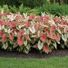 Caladium Bulb Fancy Leaf Summer Pink Angel Wings #1