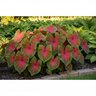 Caladium Bulb Fancy Leaf Red Flash Angel Wings