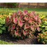 Caladium Bulb Strap Leaf Lance Whorton Angel Wings