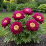 Paeonia Bulb X Intersectional Purple Sensation Itoh Peony