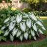 Caladium Bulb Fancy Leaf Aaron Angel Wings