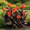 Canna Bulb CannaSol Happy Julia Canna Lily 3/5 Eye