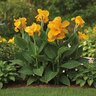 Canna Bulb CannaSol Happy Emily Canna Lily 3/5 Eye