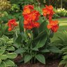 Canna Bulb CannaSol Happy Cleo Canna Lily 3/5 Eye