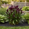 Zantedeschia Bulb Night Club Calla Lily 14/16