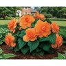 Begonia Bulb Superba Salmon Double Begonia